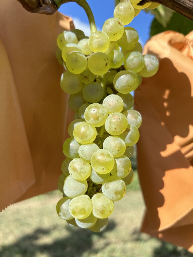Chardonnay