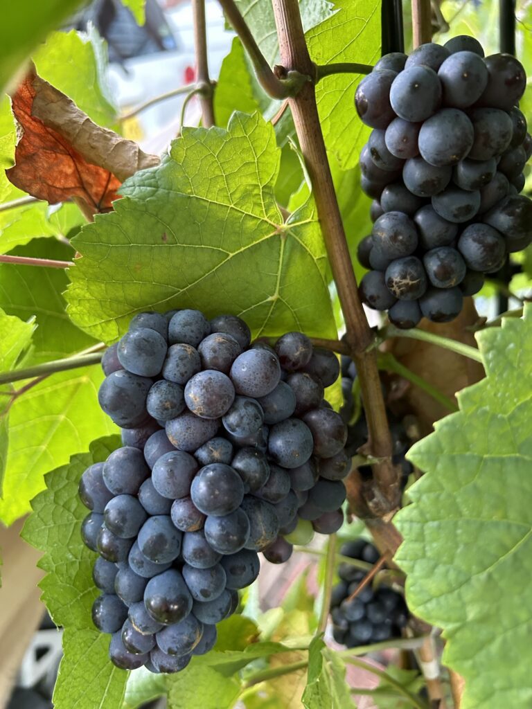 Pinot noir
