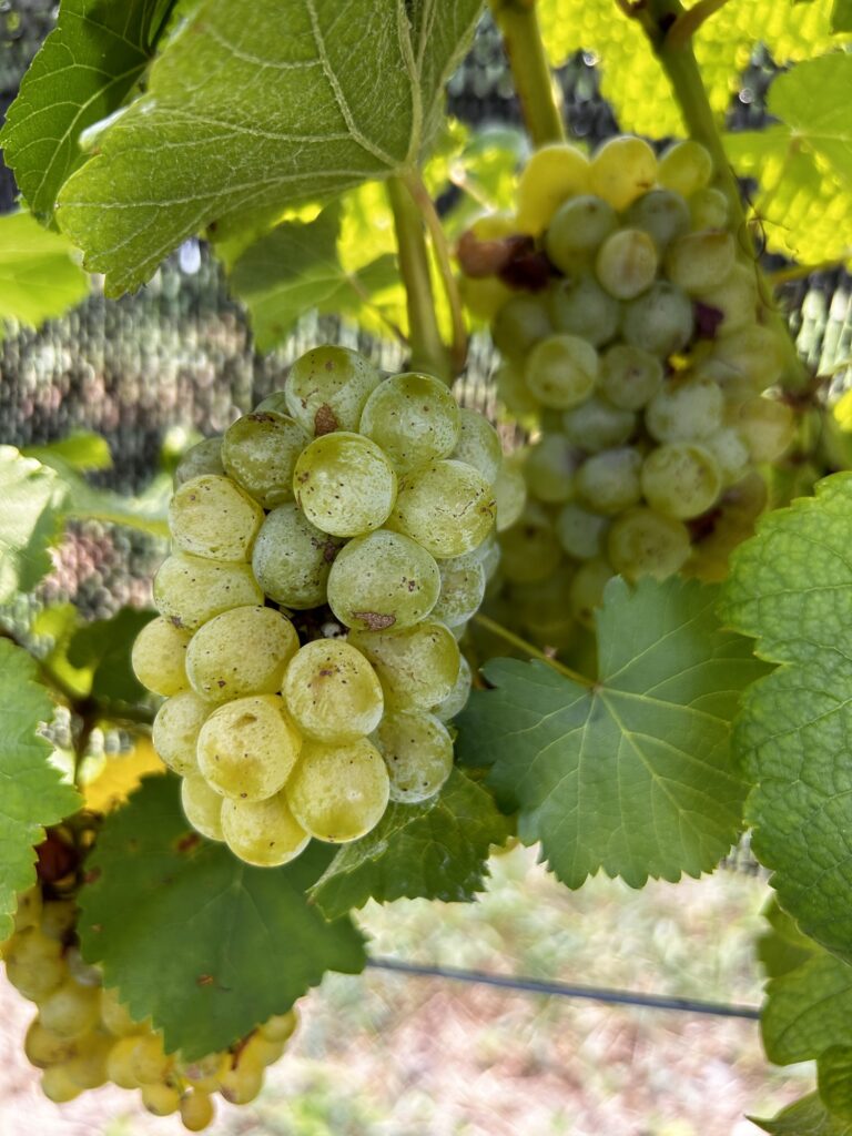 Sauvignon blanc